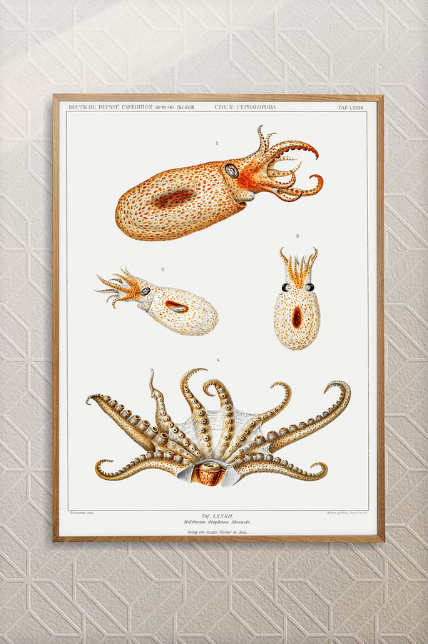 Vintage Wall Art - Bolitaena Octopus Scientific Illustration